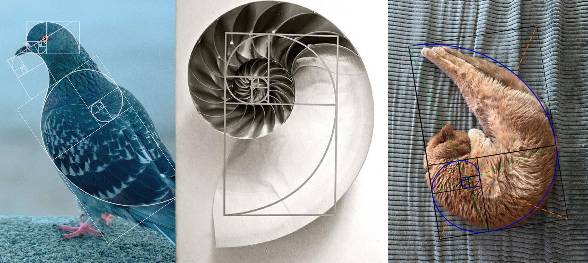 A pigeon, a nautilus shell, and a cat, all with the Fibonacci spiral overlaid.