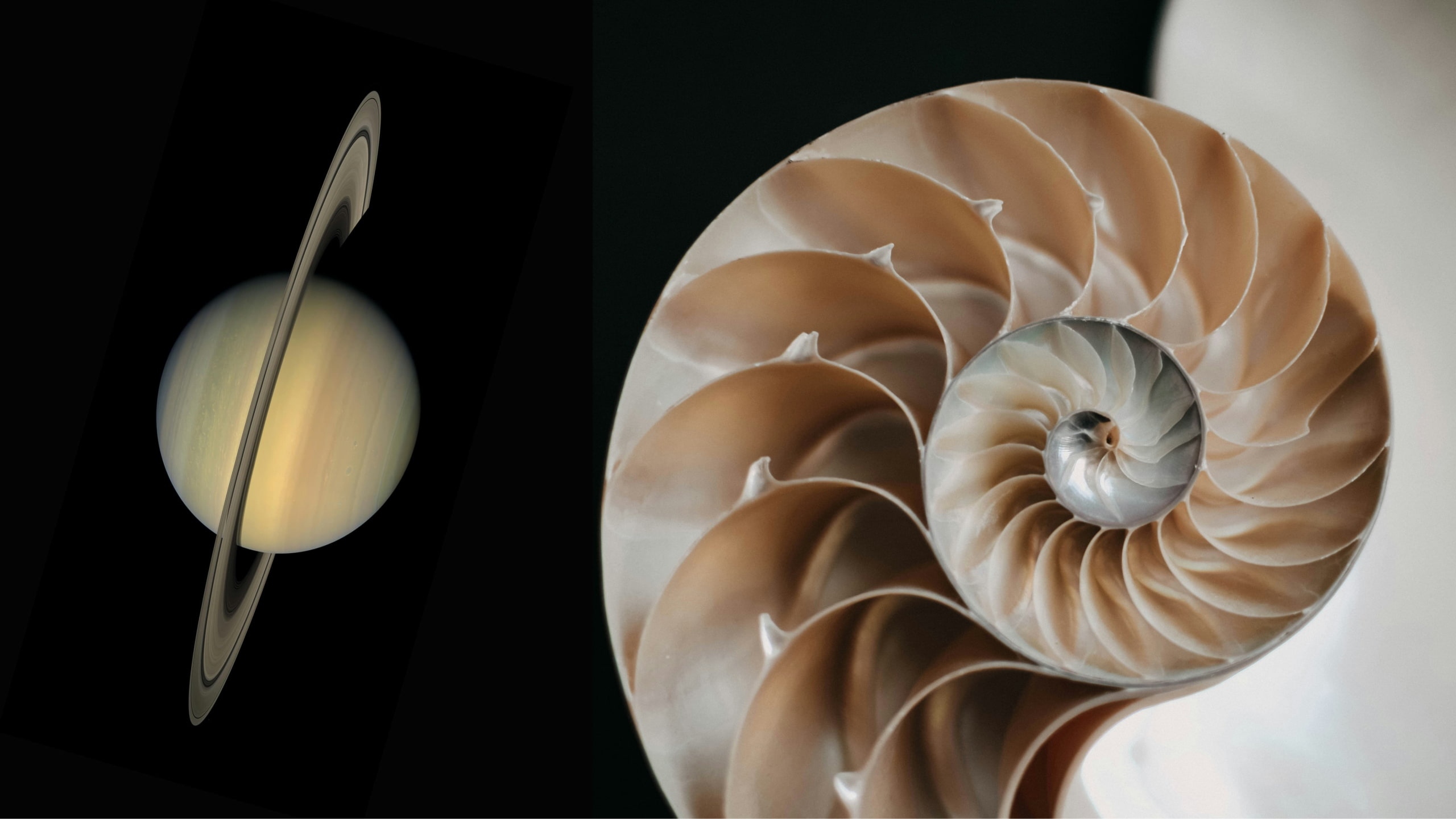 Photo collage of Saturn and a nautilus shell.